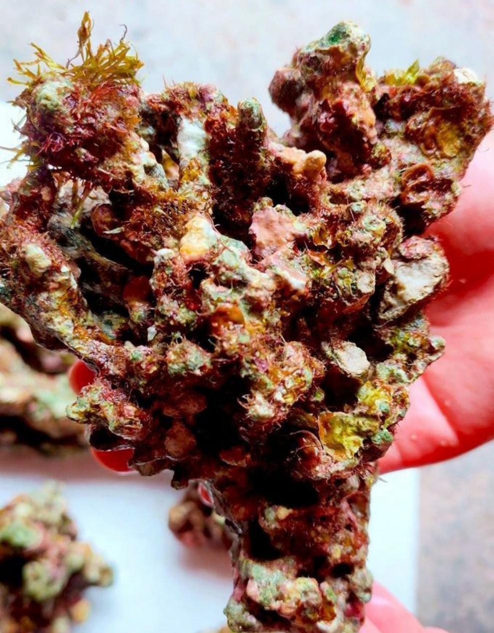 免爆藻活石 免爆藻活石新鲜高钙深海活石海水缸鱼缸开缸造景多孔微