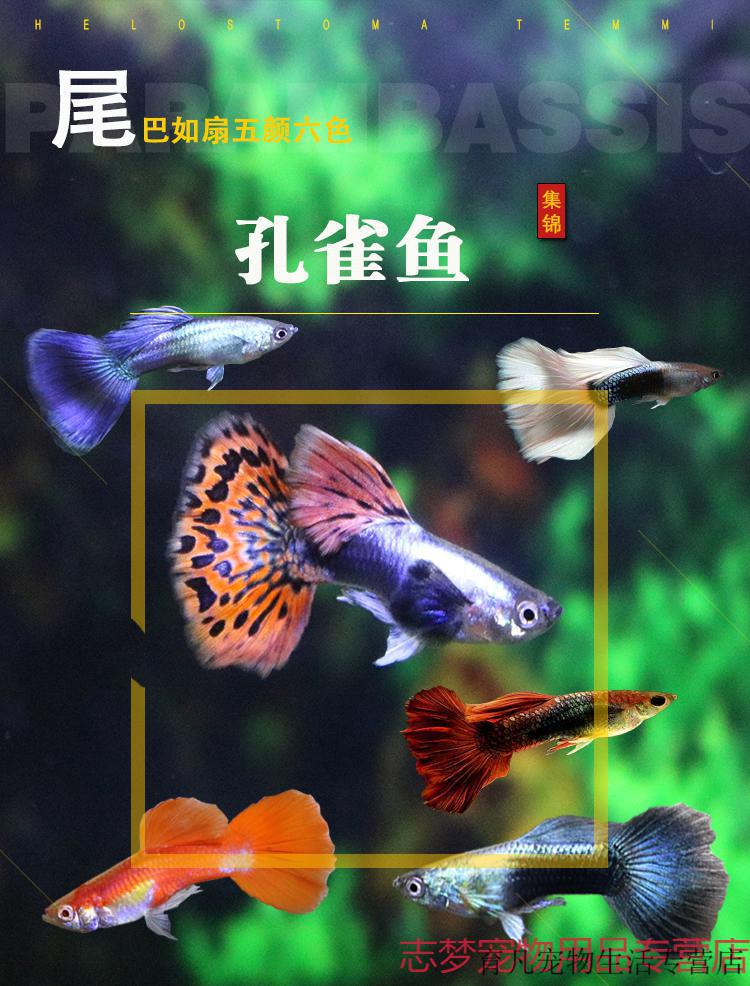 淡水好养纯种凤尾红绿灯胎生热带小鱼活热带鱼墨绿色3cm冲量孔雀套餐1