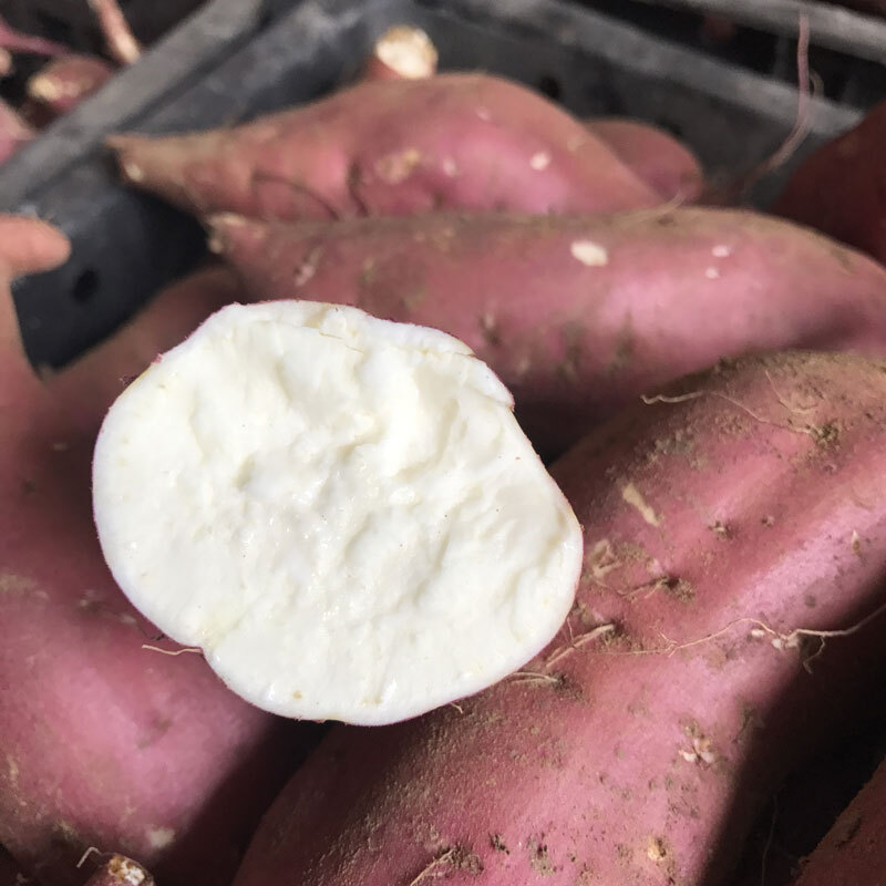 白心板栗薯新鲜红薯栗子香白薯白瓤地瓜红皮白心红薯干粉番薯10斤中果