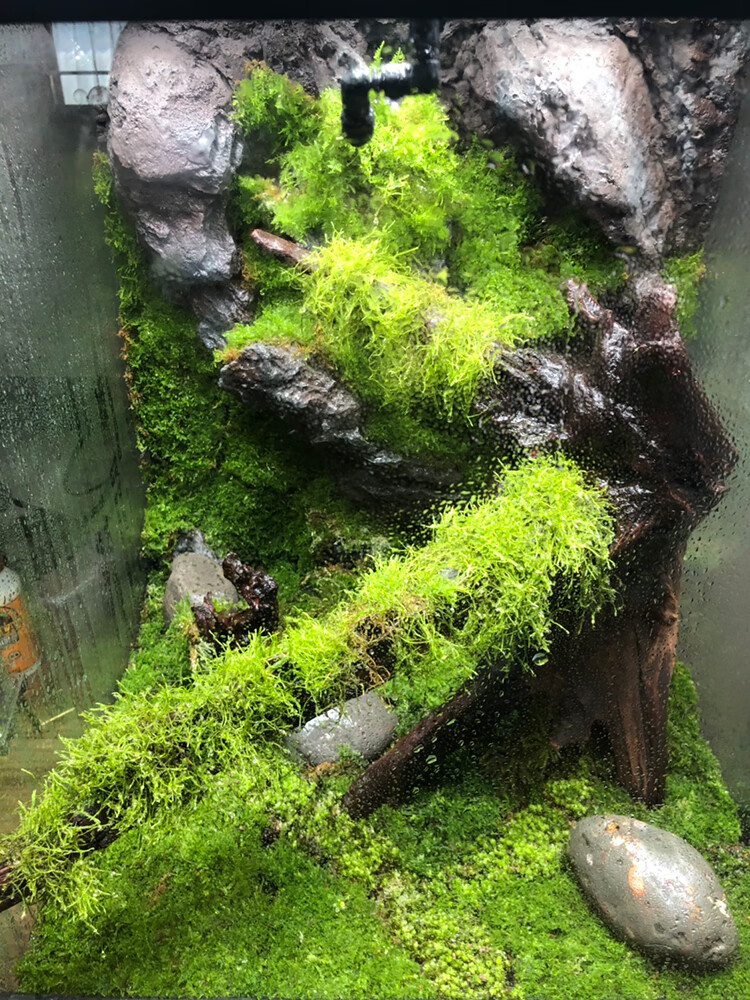 苔藓植物 鲜活 水陆缸雨林缸生态缸青苔吸水石微景观假山造景绿植