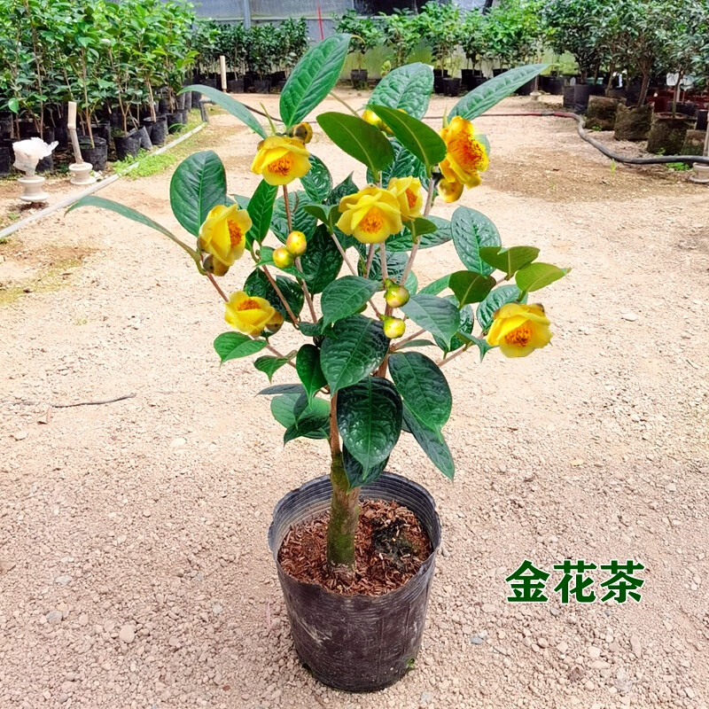 金花茶树苗防城盆栽金茶花树苗阳台花卉四季绿植金黄黄遵山茶花3棵单