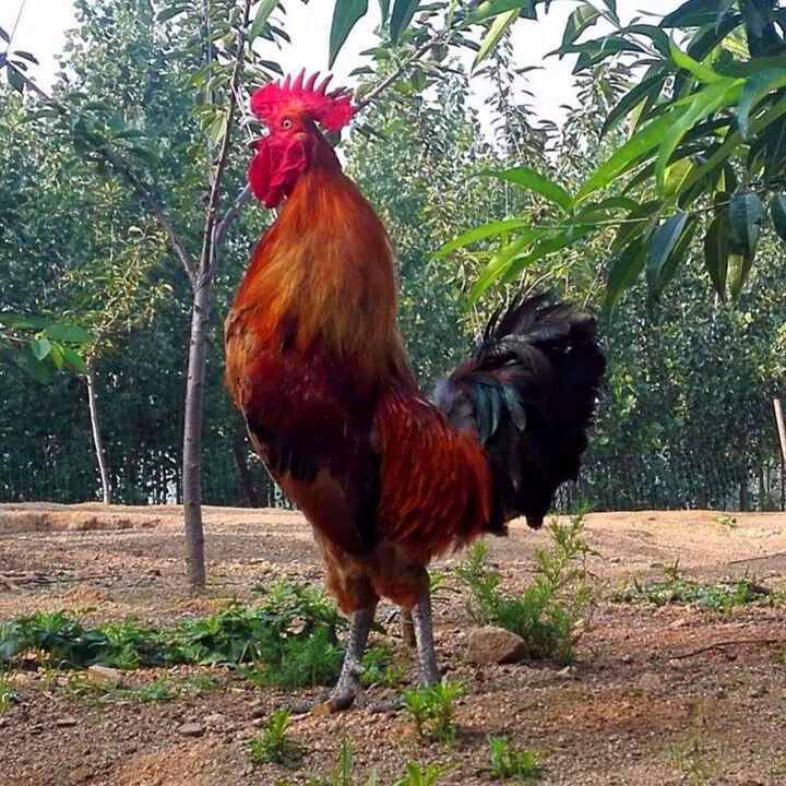 超大山东大公鸡5斤农村散养新鲜笨公鸡老公鸡土公鸡2斤2斤公鸡尝鲜