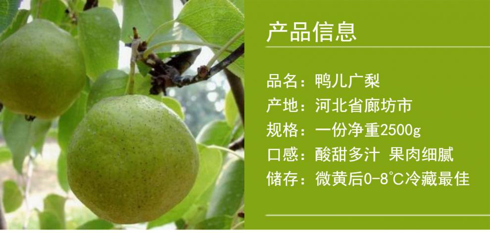 鸭广梨河北特产渣子梨酒香梨木梨疙瘩梨鸭儿广梨现摘