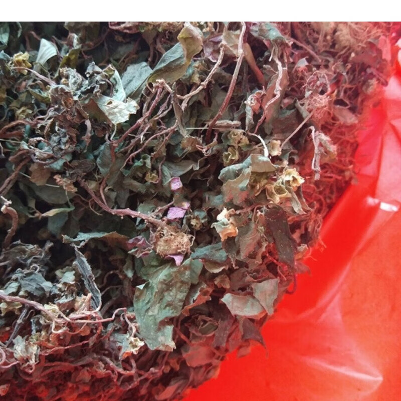 福建新晒野生风柜斗草干品正宗风鼓草风谷草风骨草槠头红干品福建新晒