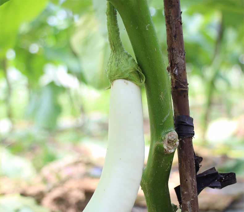 农之子 白茄子种子苗秧 【像白鸡蛋】白云白蛋茄10g原包装【图片 价格