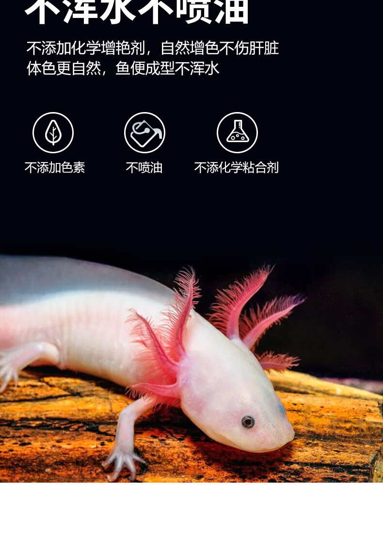 奈宠 六角恐龙饲料六角龙娃娃鱼鱼食六六下沉底栖鱼专用鱼粮 【下沉】