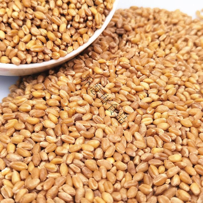 干净小麦粒喂鸡鸭鹅鸽子鸟家禽饲料原料钓鱼打窝猫草种子麦芽糖苗小麦