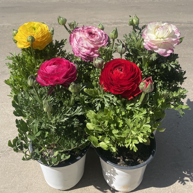 重瓣花毛茛花苗 带花发货 芹叶牡丹观花植物 洋牡丹盆栽四季花卉 玫红