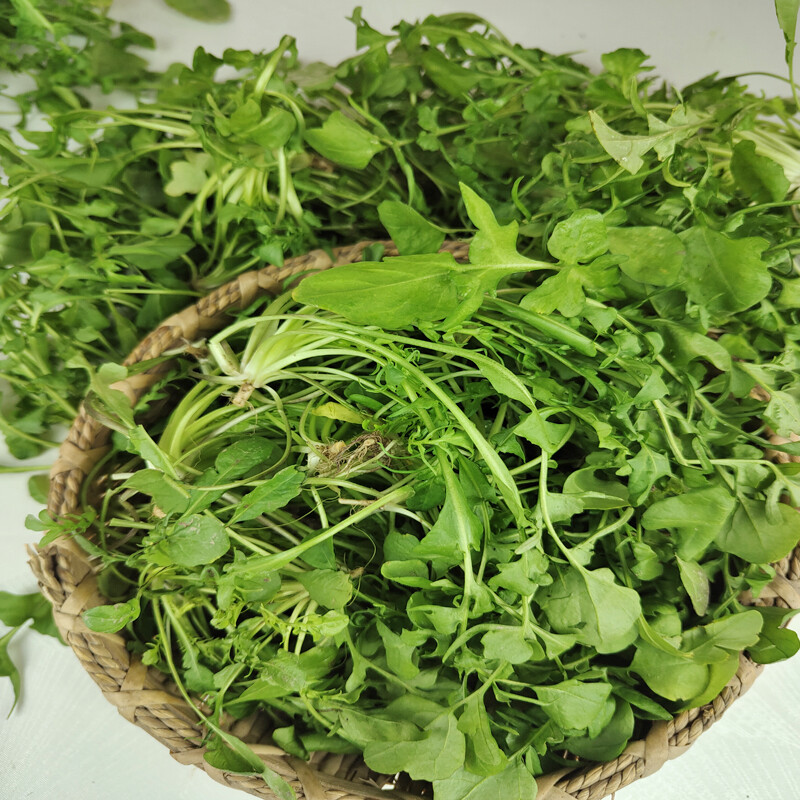 新鲜荠菜2斤农家蔬菜野菜现挖香荠菜新鲜菜馄饨饺子馅食材