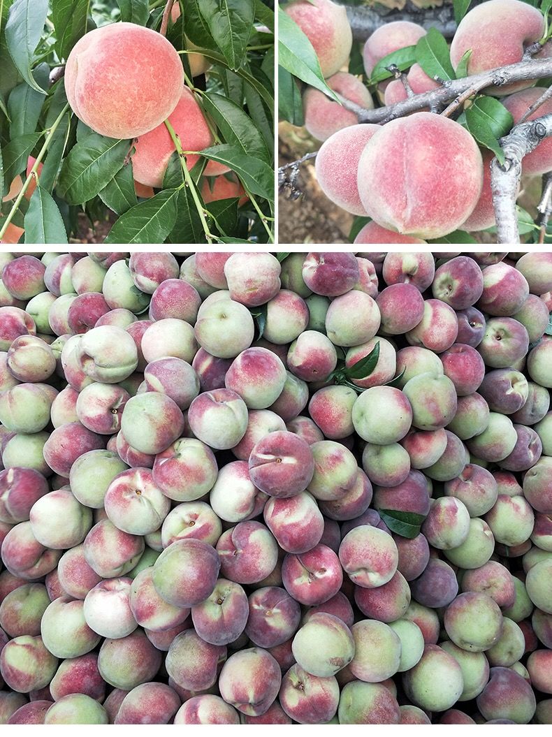 年货精选青州蜜桃桃子新鲜脆桃小蜜桃冬雪蜜桃小毛桃当季水果离核