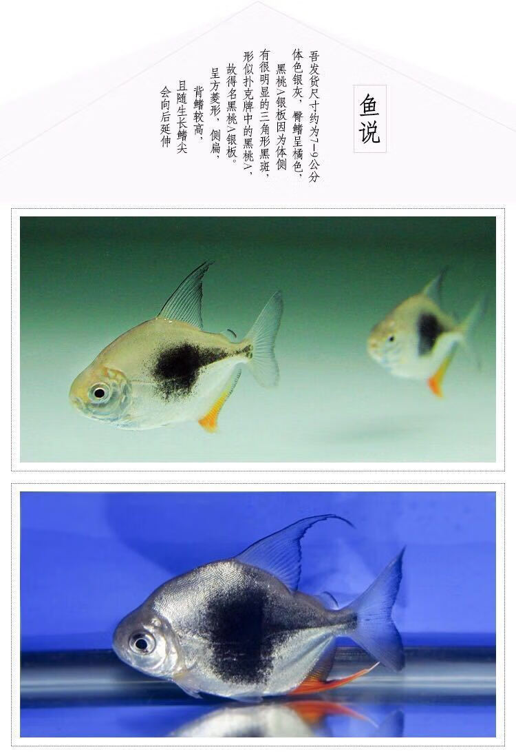 荣郁 粗线银板鱼活体黑桃a银板鱼苗虎纹银板鱼金龙鱼活体混养龙鱼配鱼