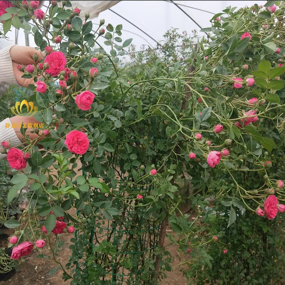 甜蜜红木香花苗黄木香爬藤植物攀爬浓香四季开花红色爬藤蔷薇花苗红木