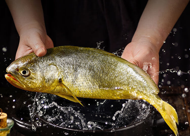 舟山东海深海养殖冷冻黄鱼新鲜袋装包装大黄鱼黄花鱼海鲜鲜活批发约1