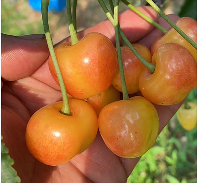 大连樱桃黄水晶樱桃现货水果新鲜黄蜜大樱桃黄色樱桃雷尼 4斤【图片 