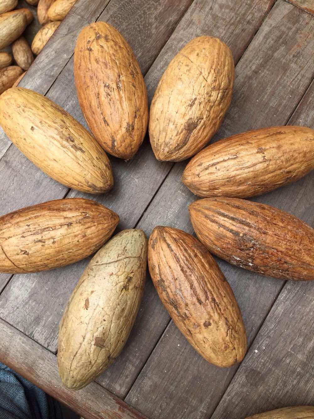 千眼菩提原籽超大菩提子原果精品千眼菩提果大菩提红绿白果原料超大sn