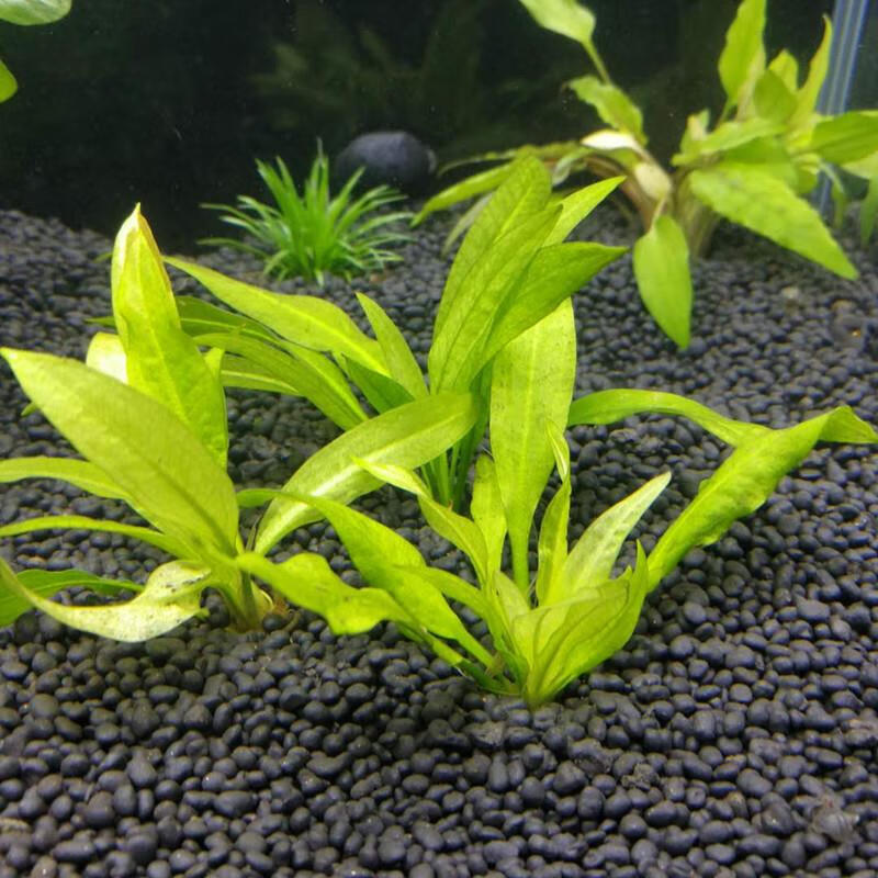 鱼缸水草水族箱造景水草前景草鱼缸活体珍珠陀草水草迷你水草系列 尖