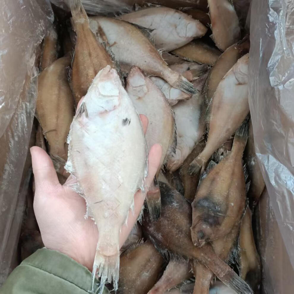 新鲜长脖鱼小偏口鱼鲽鱼比目鱼海捕无冰鲜活海鲜水产昌盛隆长脖鱼小号
