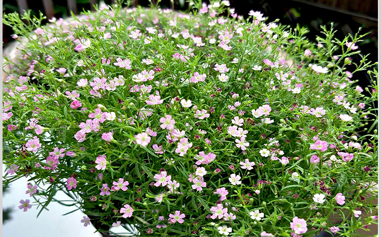 满天星花种子宿根四季开花易活庭院花种籽子室内阳台花卉种子白色满天