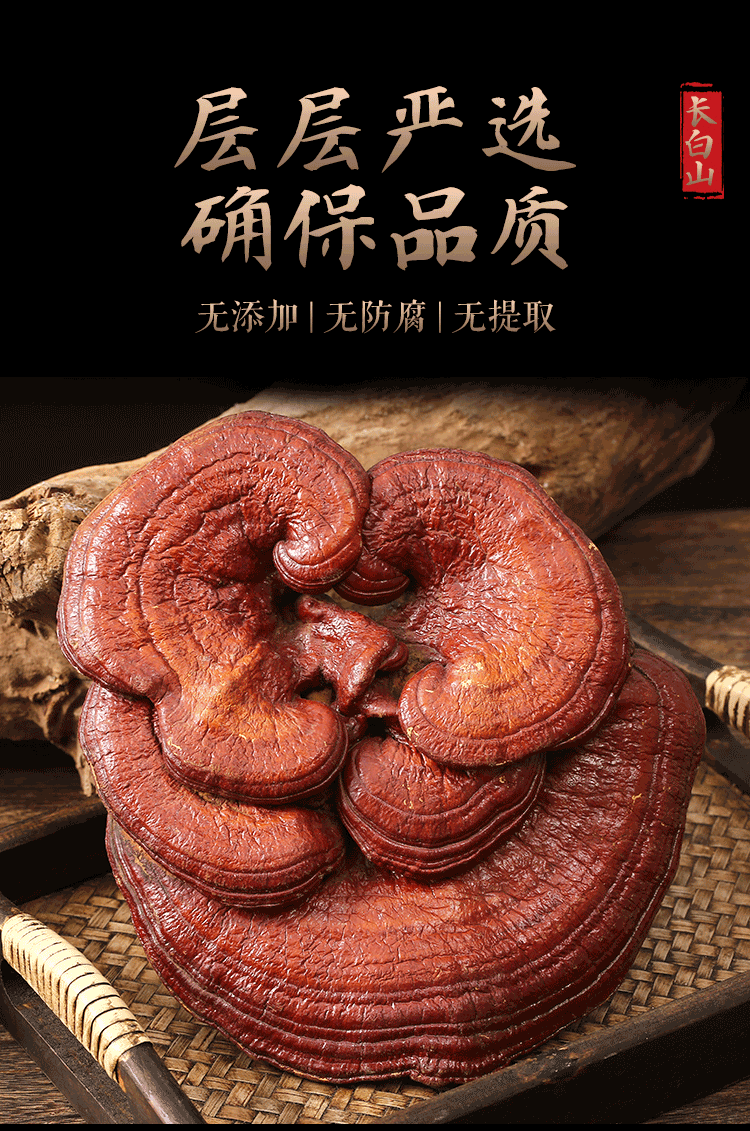 秦霄堂 紫灵芝赤灵芝500克 东北长白山半整枝灵芝可切片泡水煲汤料