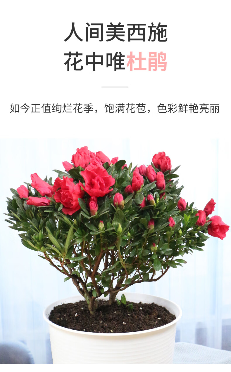 棵四季开花植物室内外阳台好养易活花卉樱桃红杜鹃原盆高度3040cm含盆