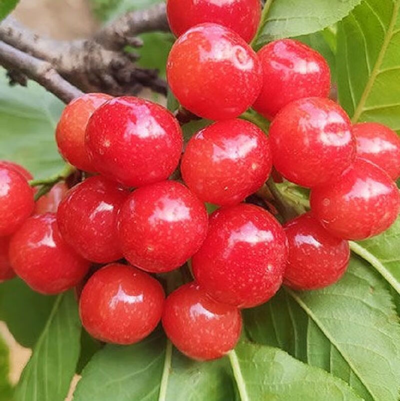 时染shiran只发精品米易小樱桃四川攀枝花特产水果新鲜农家土樱桃批