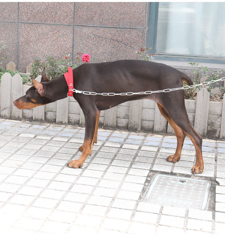 搭啵兔*大型犬狗链子防咬铁链狗牵引绳金毛马犬德牧中型犬拴狗绳土狗