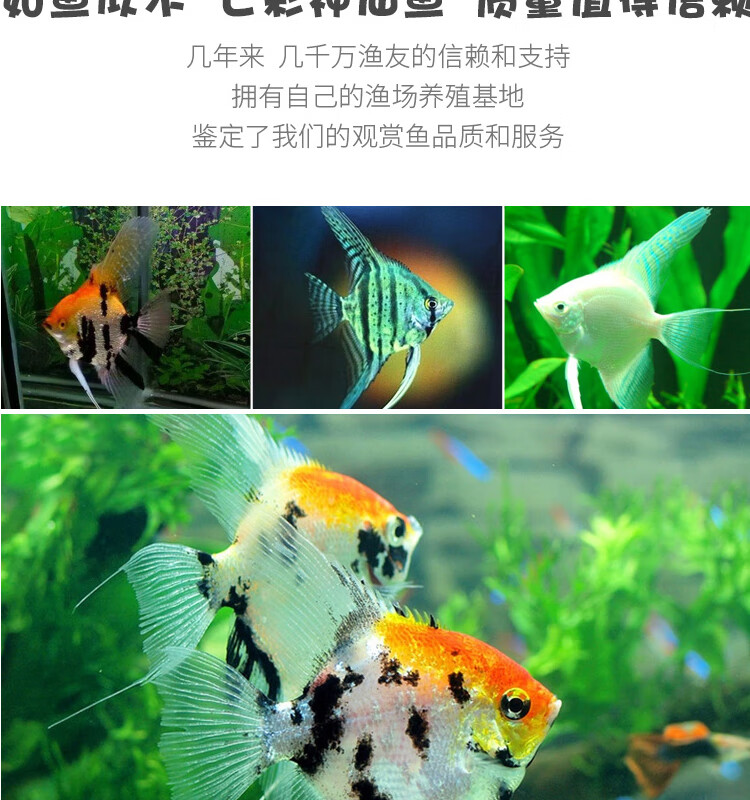 钱隆宠(qlpets)燕鱼神仙鱼活鱼七彩天使鱼墨燕雪燕秘鲁燕猫燕埃及燕子