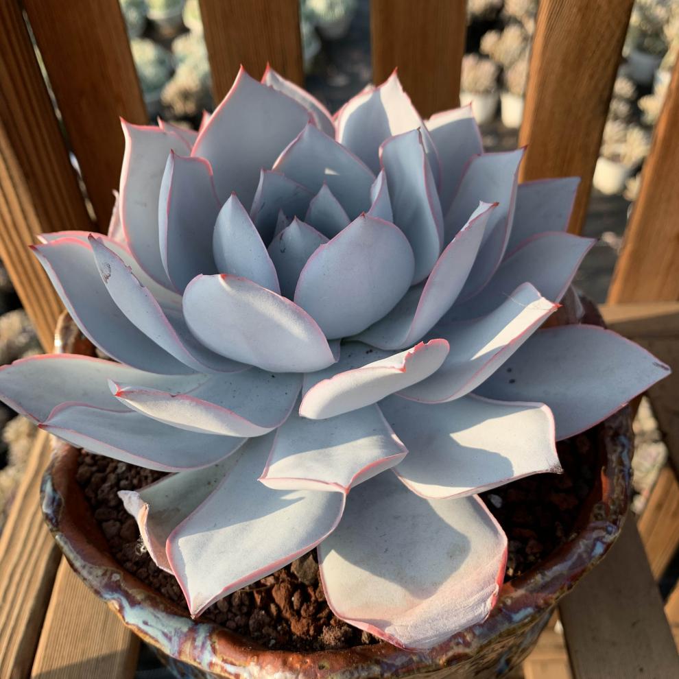 虞溪村多肉植物广寒宫好养超大老桩多肉试种新手组合套餐植物盆栽