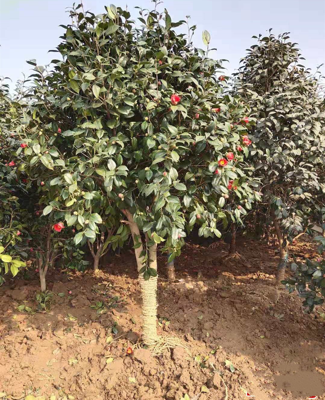 香葶苑山茶花耐寒红花茶梅树苗庭院别墅园林地栽高杆乔木茶花树四季观