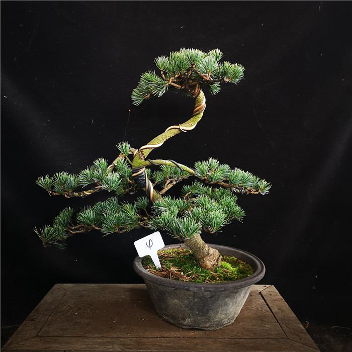 爆皮精品五针松盆景盆栽四季常青松树实物 粉红色 35 含盆【图片 价格