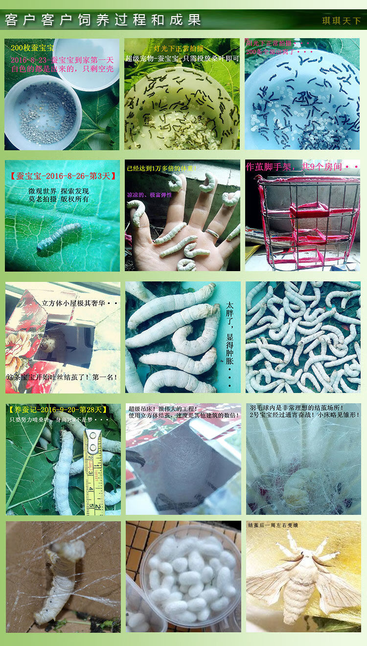 蚕宝宝蚕种蚕籽蚕卵蚕子蚕蛋高孵化率桑蚕卵蚕宝宝卵彩色蚕彩蚕享动