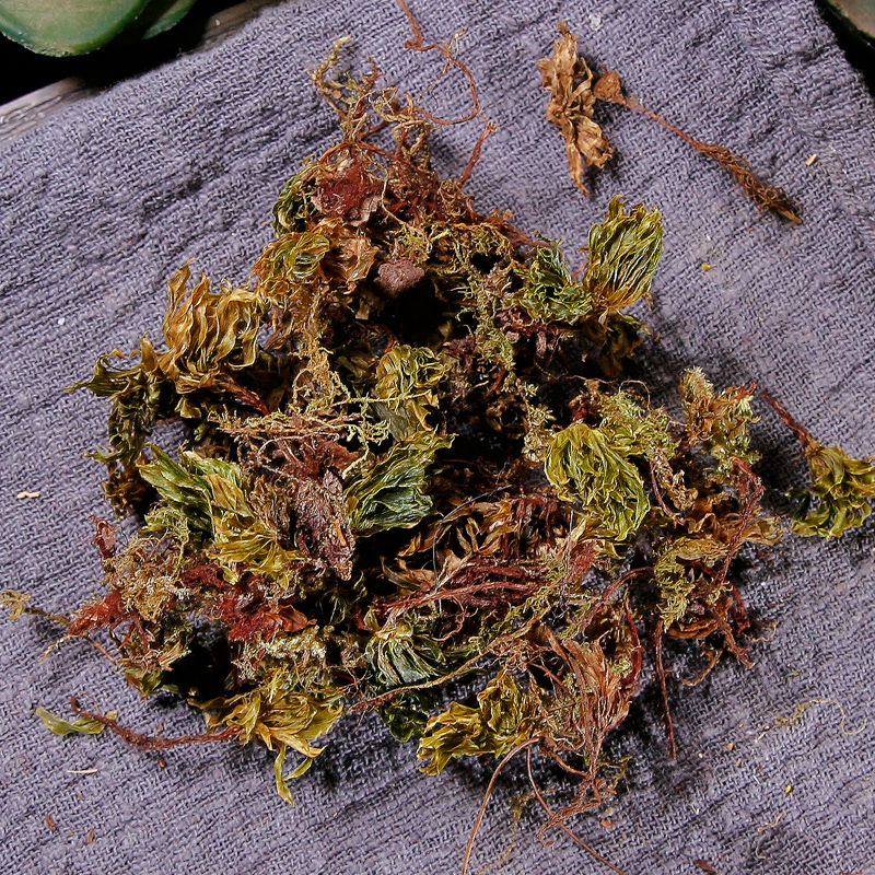 回心草中药材250克 云南 大叶鲜茴新草 太阳草岩谷伞 500克【图片