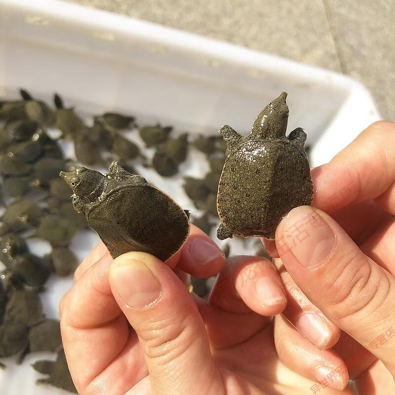 10只甲鱼苗外塘中华小甲鱼生态苗团鱼食用活饲料包活3g6只甲鱼苗