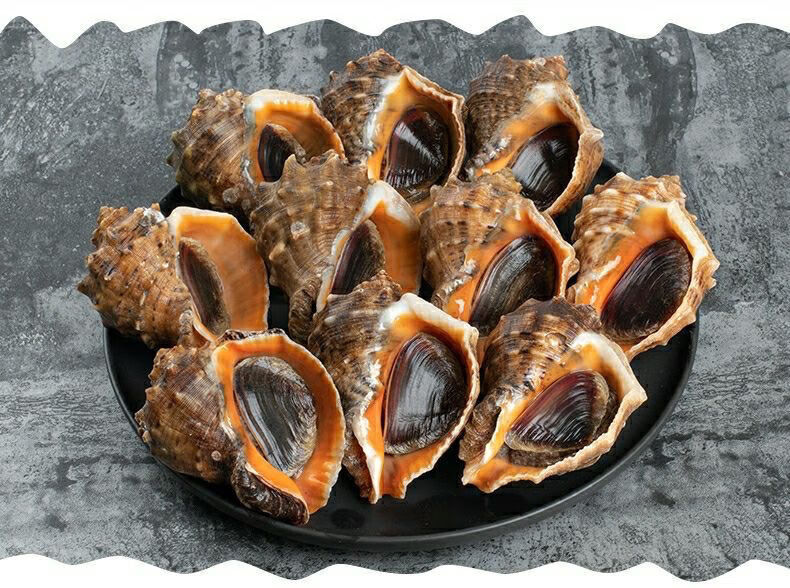 大号海螺鲜活海螺现挖现发超肥新鲜海螺鲜活海鲜水产螺类昌盛隆一斤5