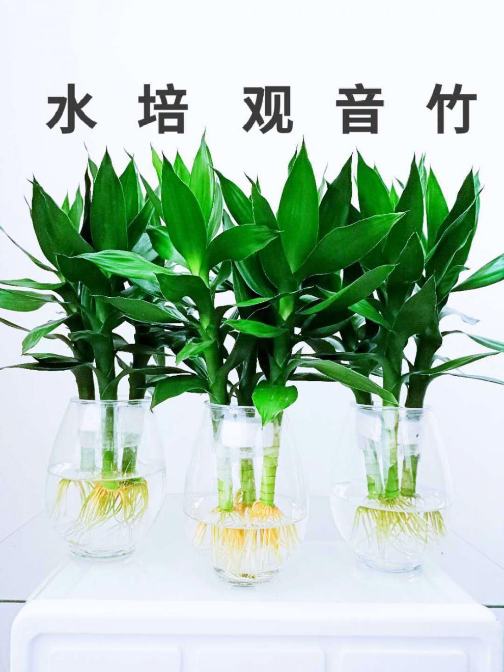 精選綠植水培觀音竹綠植盆栽富貴竹蓮花竹水養長青植物室內客廳淨化