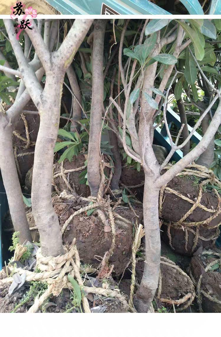 正宗嫁接东魁杨梅树苗 当年结果嫁接杨梅苗 南方北方种植盆栽地栽果树