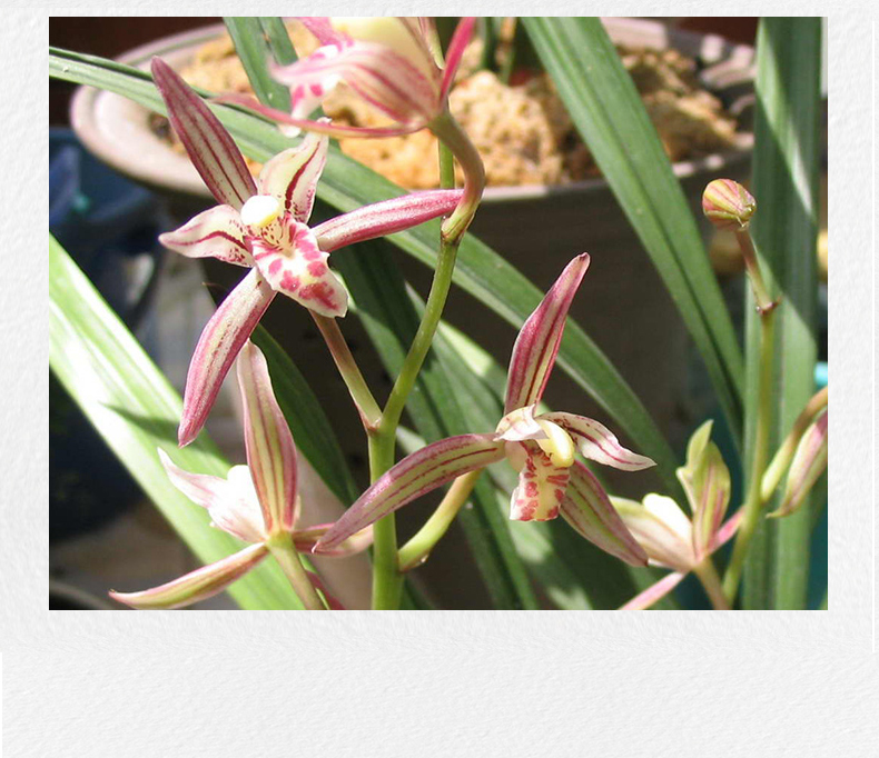 兰花盆栽建兰绿鸟嘴浓香观赏绿植花卉植物紫砂盆带盆种好绿鸟嘴11苗