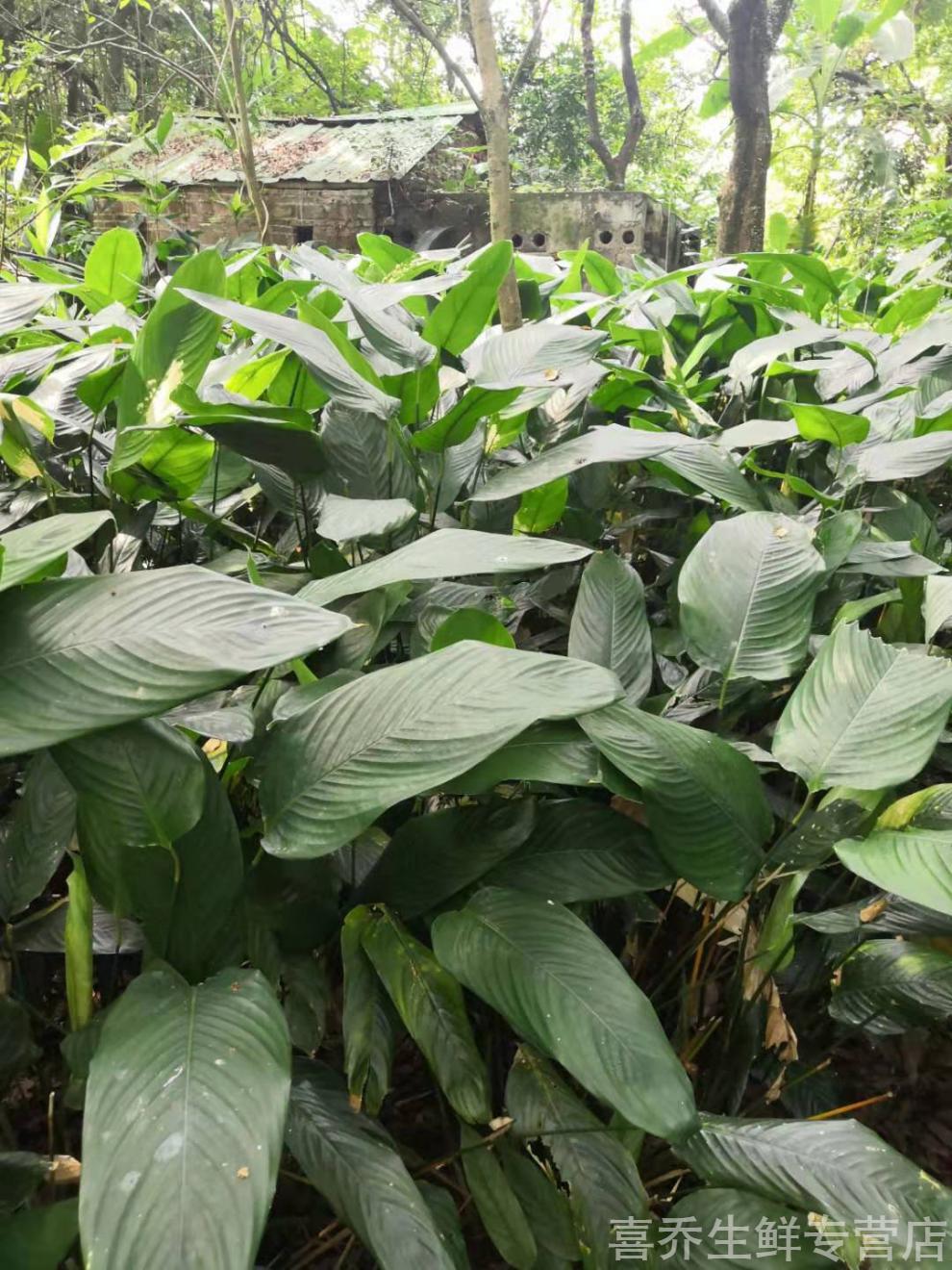 广西大粽叶新鲜现摘粽子叶裹蒸粽冬叶箬叶柊叶肇庆裹蒸粽叶小叶1015