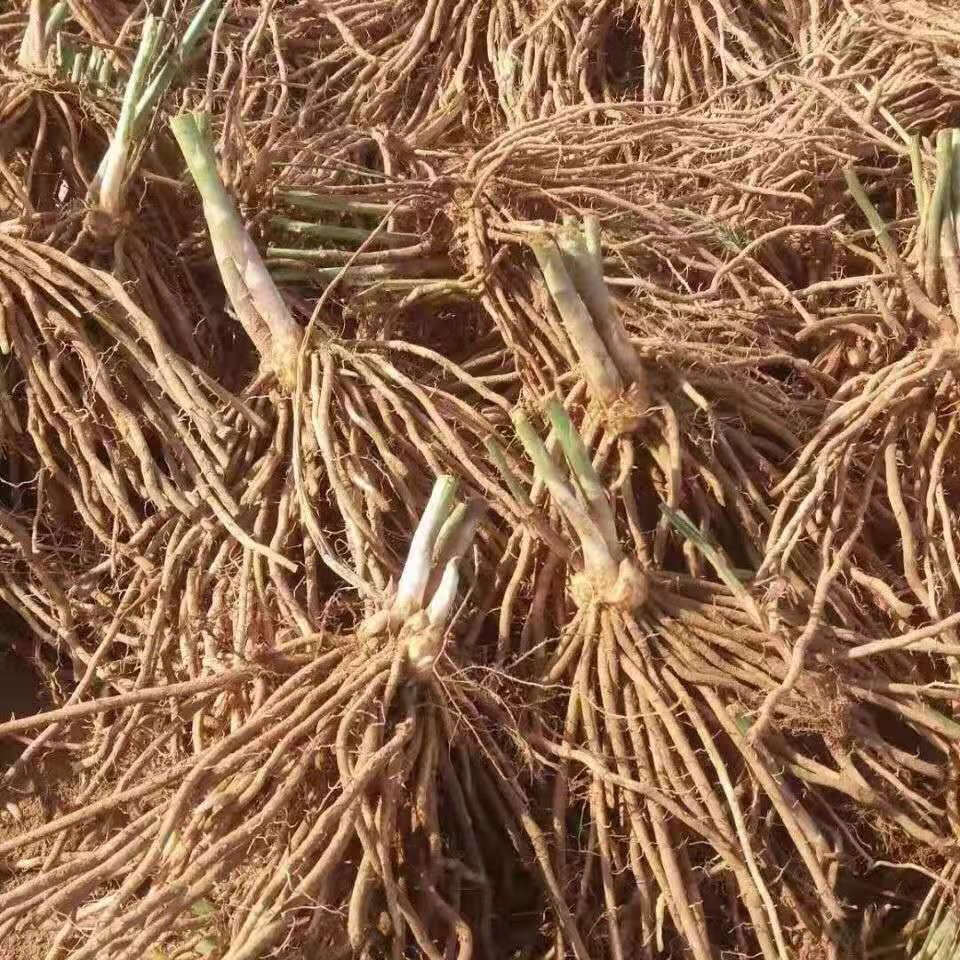 芦笋苗带芽芦笋种子蔬菜苗四季种植种苗阳台盆栽绿植家庭蔬菜食用 -量