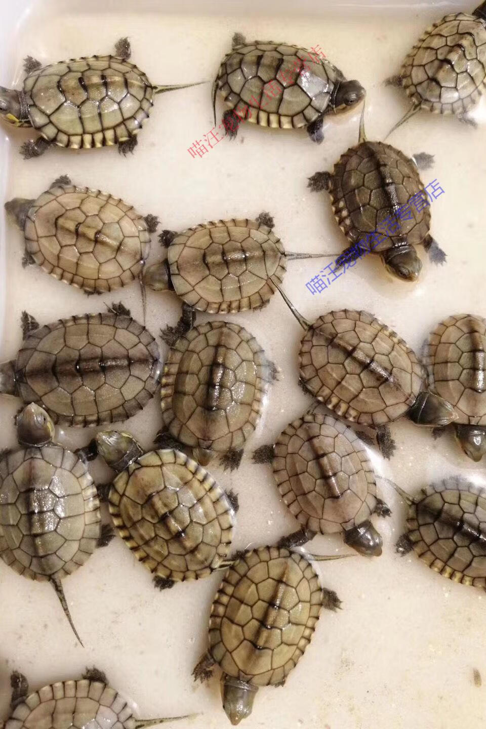 瑾伦小青头龟苗皖南种小青苗黄金龟小青宠物观赏龟小乌龟龟未发色2只
