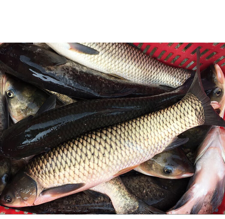 果亦橙 淡水鱼水产渔民自然捕鲜活现杀草鱼 草混子草皖鱼新鲜青鱼