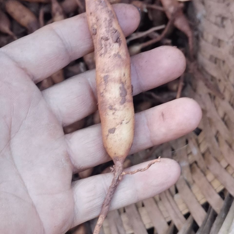 北京同仁堂 四川野生天冬草泡酒新鲜天门冬中药材川天冬根新货大门冬