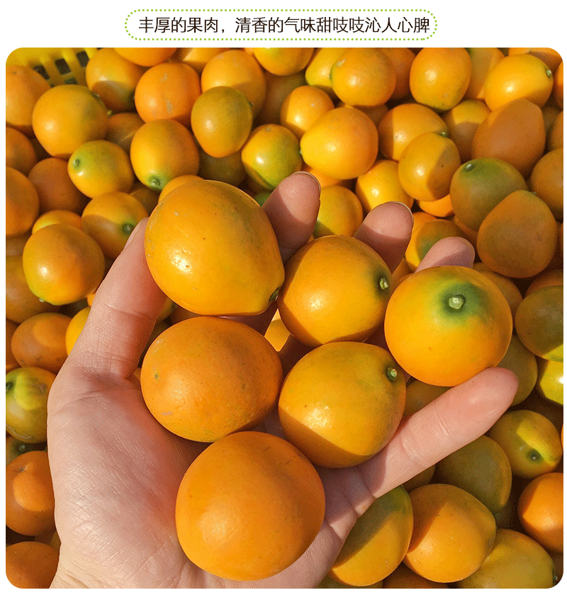 顺丰脆蜜金柑广西融安脆蜜金桔金橘果园直礼盒装脆蜜金柑大果一斤约19