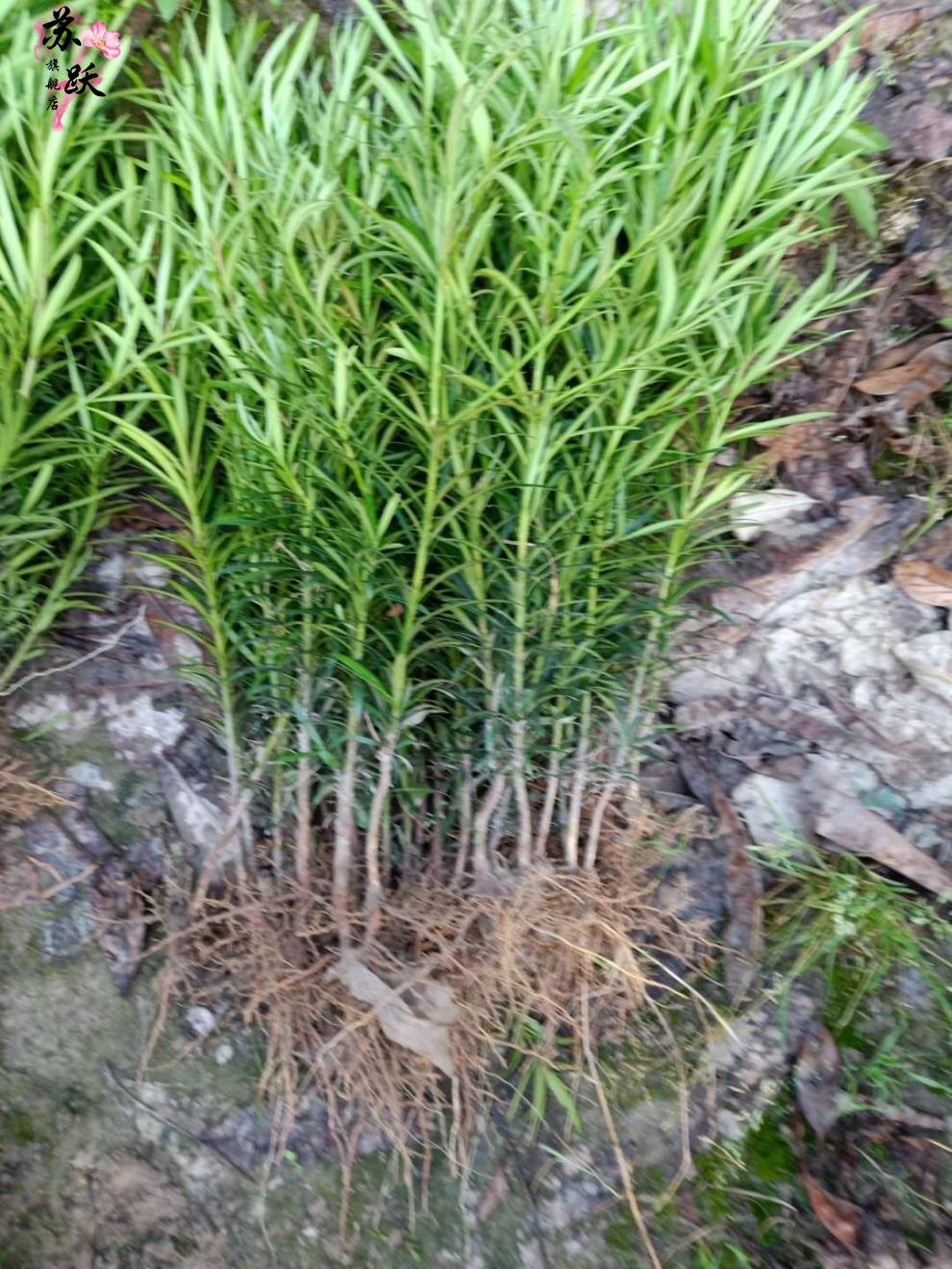 罗汉松树苗雀舌罗汉松苗罗汉松盆栽罗汉松80100公分高