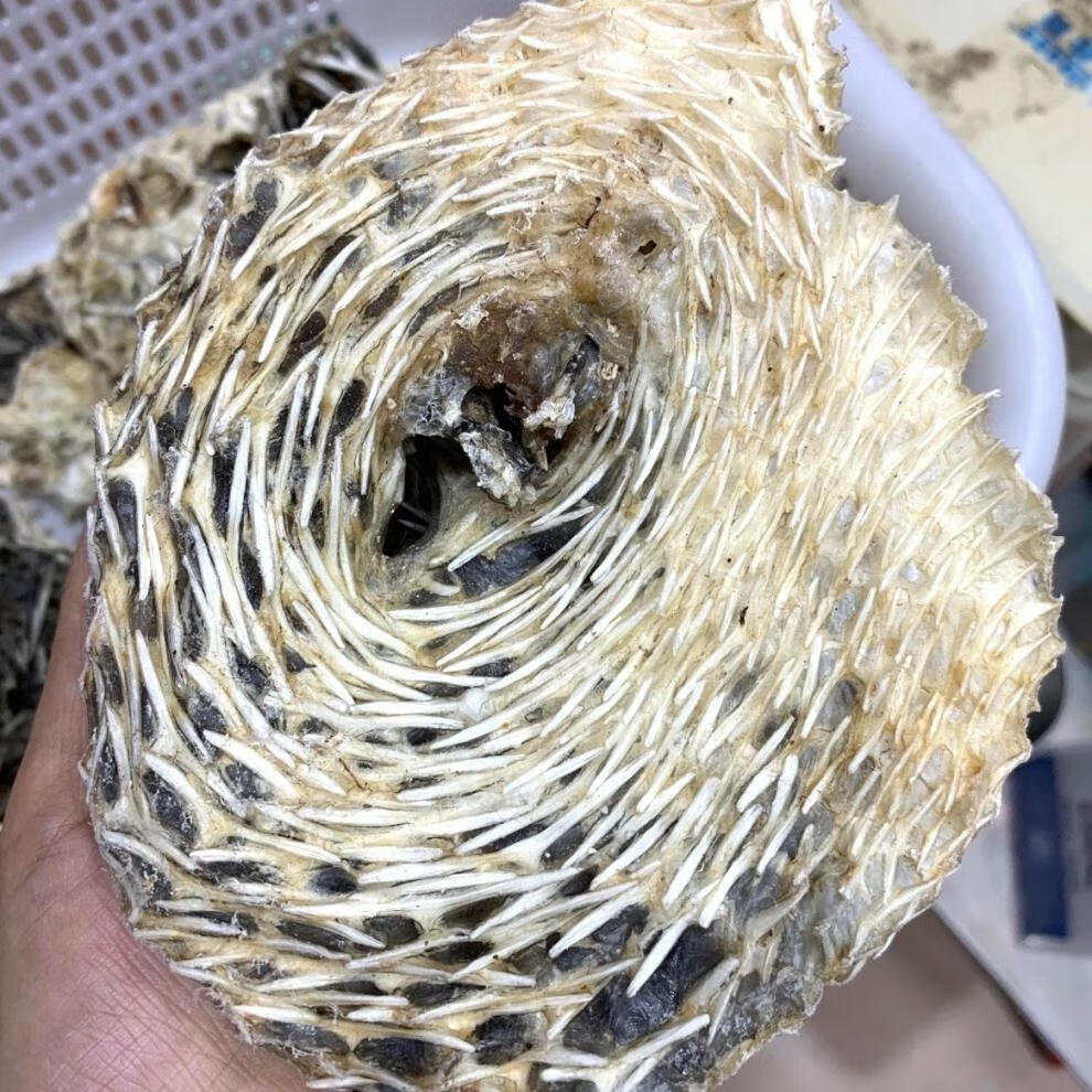 刺鱼皮250g 250g 刺龟皮刺豚1斤 高赞煲汤阳江海陵岛特产足干新鲜 250