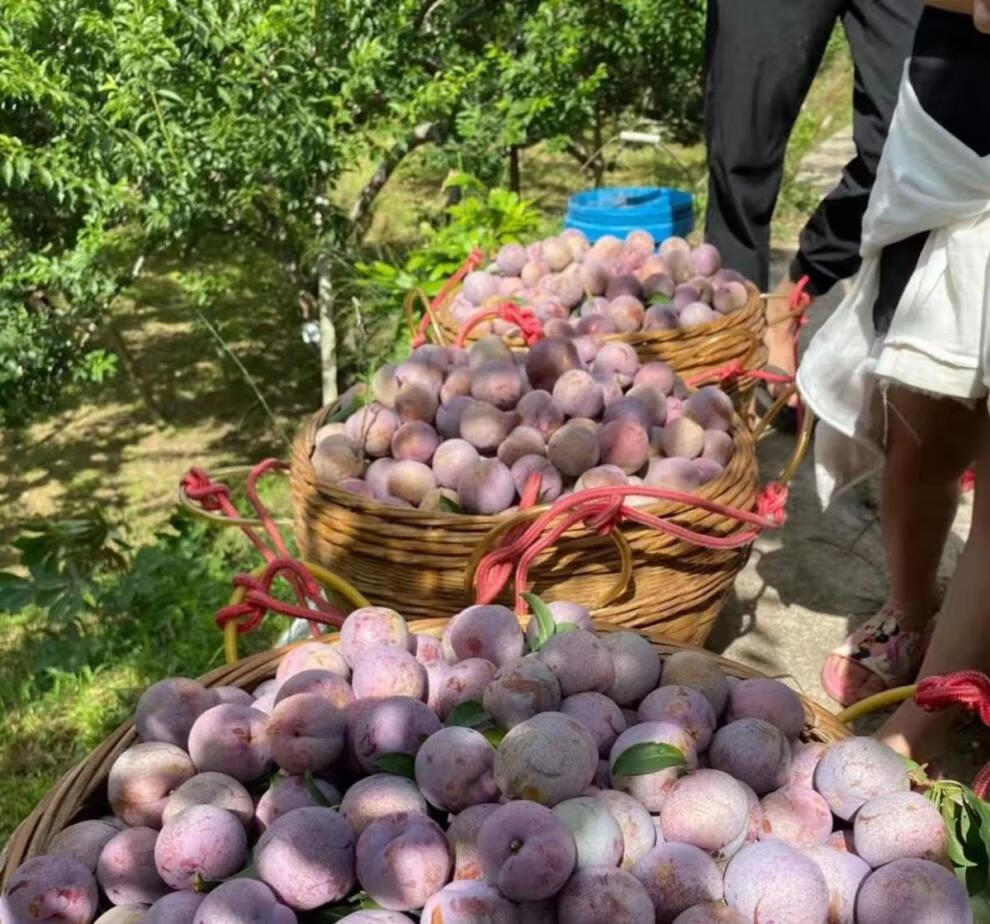 现货顺丰正宗钱排三华李新鲜红心李脆甜三月李当季李子水果1斤装顺丰