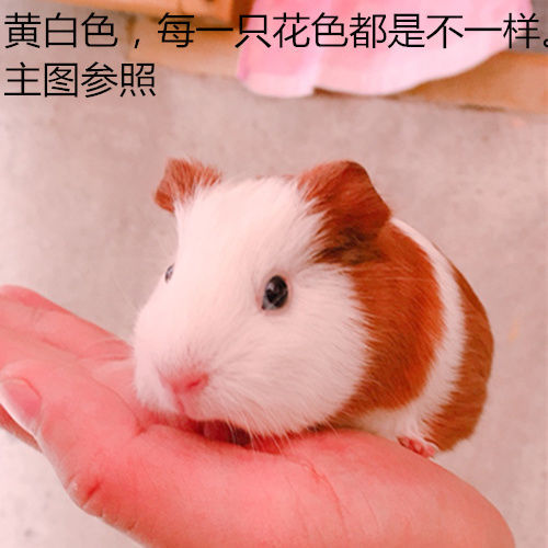 荷兰猪活物豚鼠活体小宠物天竺鼠黑豚鼠荷兰兔白豚彩豚自家繁殖鼠三色