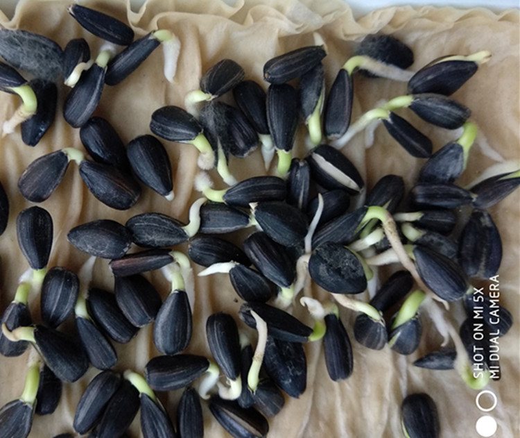 向日葵种子观赏食用切花向日葵花种籽葵花籽矮杆室内外盆栽孑迷你农民