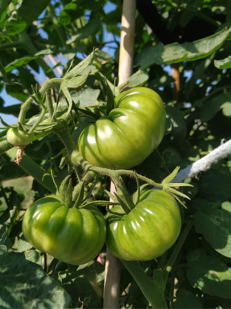 现摘自然熟潮汕马蹄番茄新鲜老品种西红柿子生吃应季水果孕妇蔬菜 5斤