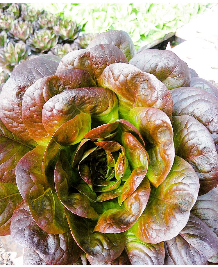 生菜种子种籽奶油咖啡麦香菜青菜蔬菜四季种菜孑菜籽菜种香麦菜咖啡